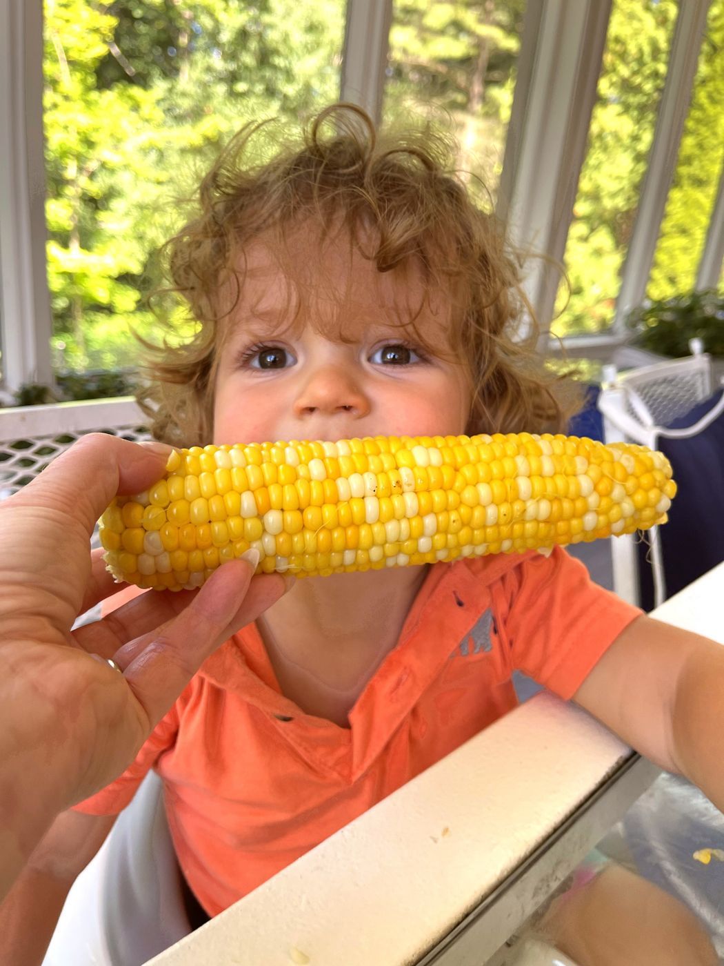 A curly-haired toddler in a coral shirt eating a cob of Ontario sweet corn on a screened porch