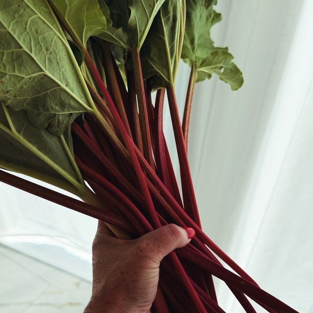 A hand holding a big bunch of thin, deep pink early rhubarb with leaves